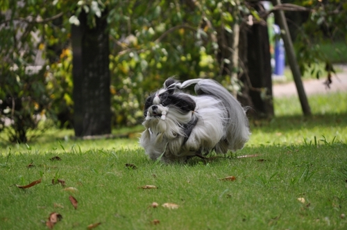 DSC_0011.jpg