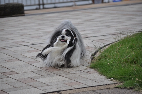 DSC_0038.jpg