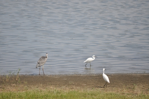 DSC_0042.jpg