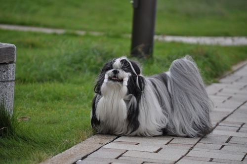 DSC_0061.jpg