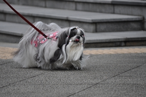 DSC_0099.jpg