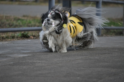 DSC_0115-5ba74-thumbnail2.jpg