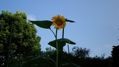 DSC_0639.jpg