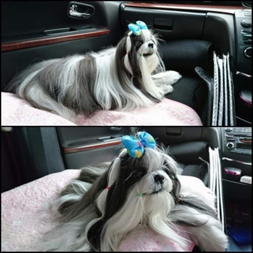 トリミング.jpg