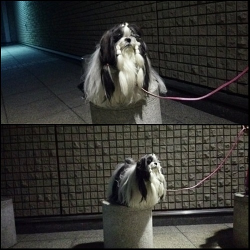 夜サン.jpg