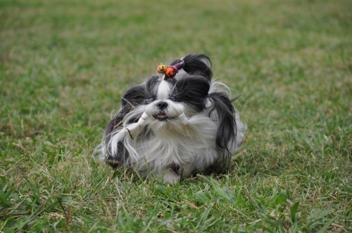 DSC_0038.jpg