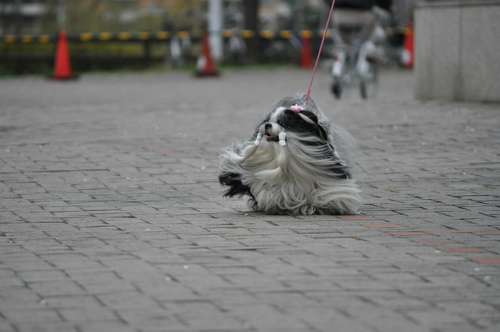 DSC_0038.jpg