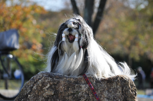 DSC_0043.jpg