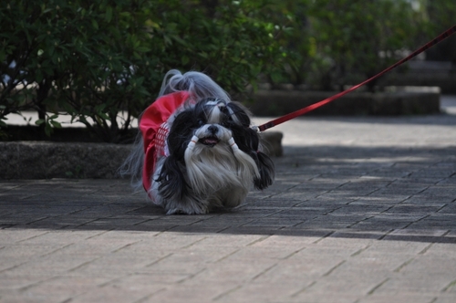 DSC_0043.jpg