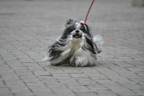 DSC_0043.jpg