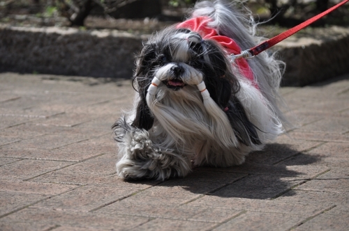 DSC_0051.jpg