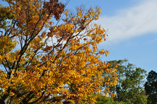 DSC_0052.jpg