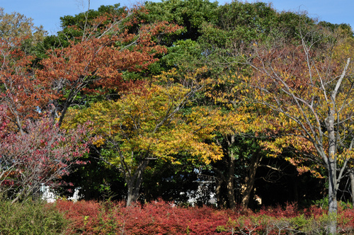DSC_0053.jpg