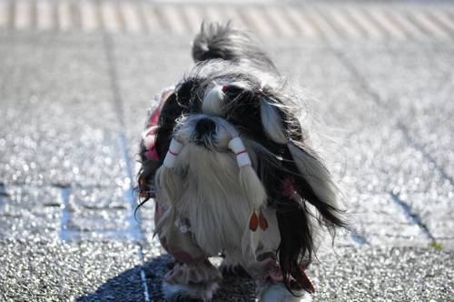 DSC_0065.jpg