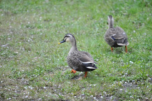DSC_0066.jpg