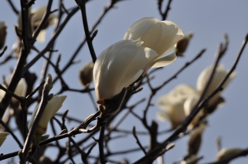 DSC_0074.jpg
